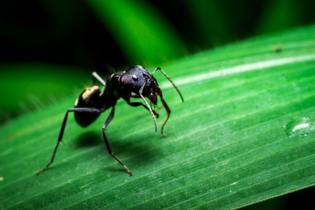 Black ant on a green leaf