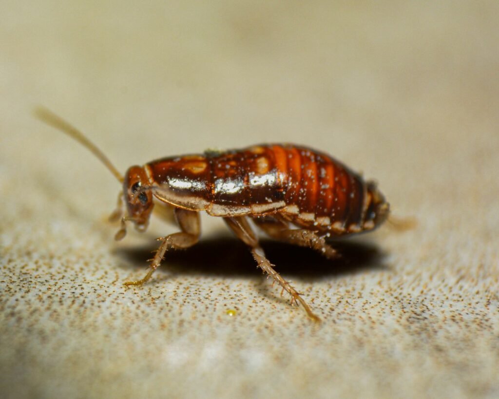 Close-up photograph of a bed bug for identification and inspection guidance