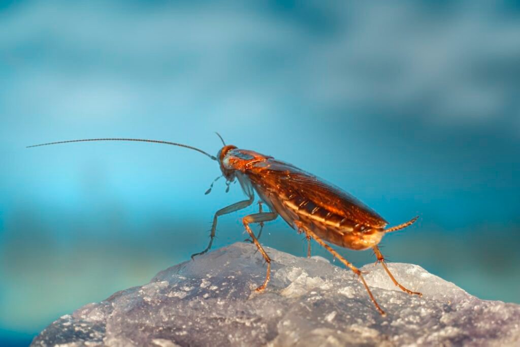 Close-up of a small insect illustrating pest identification