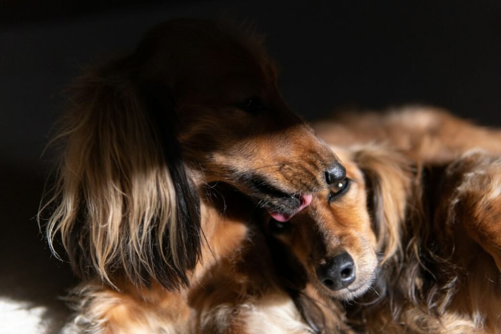 Dog outdoors illustrating pet flea prevention and care