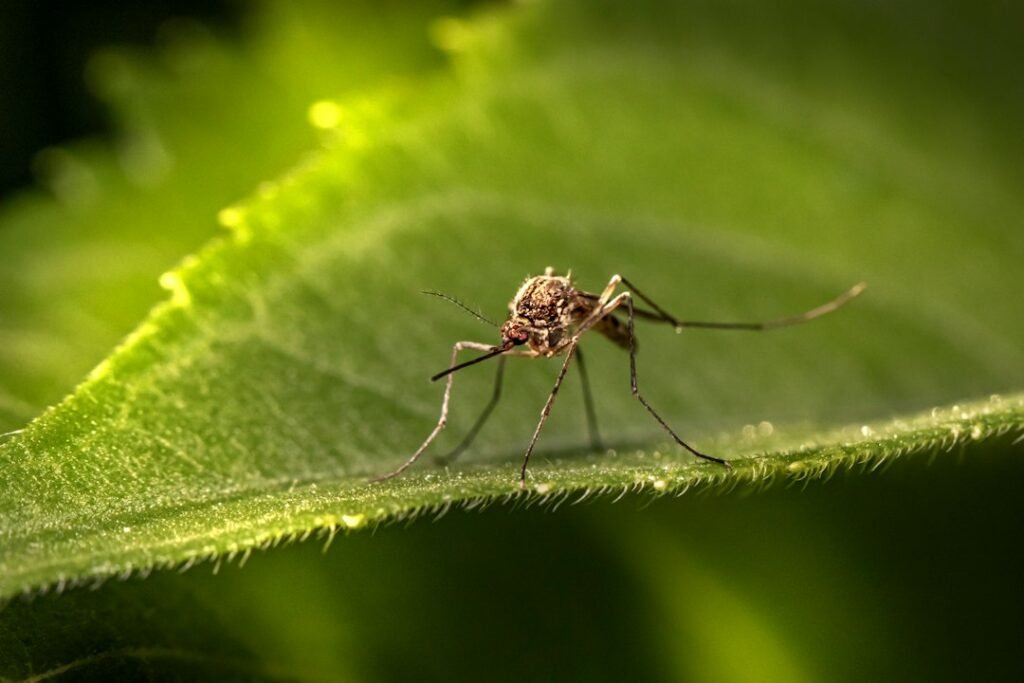 Close-up of a mosquito resting on a green leaf