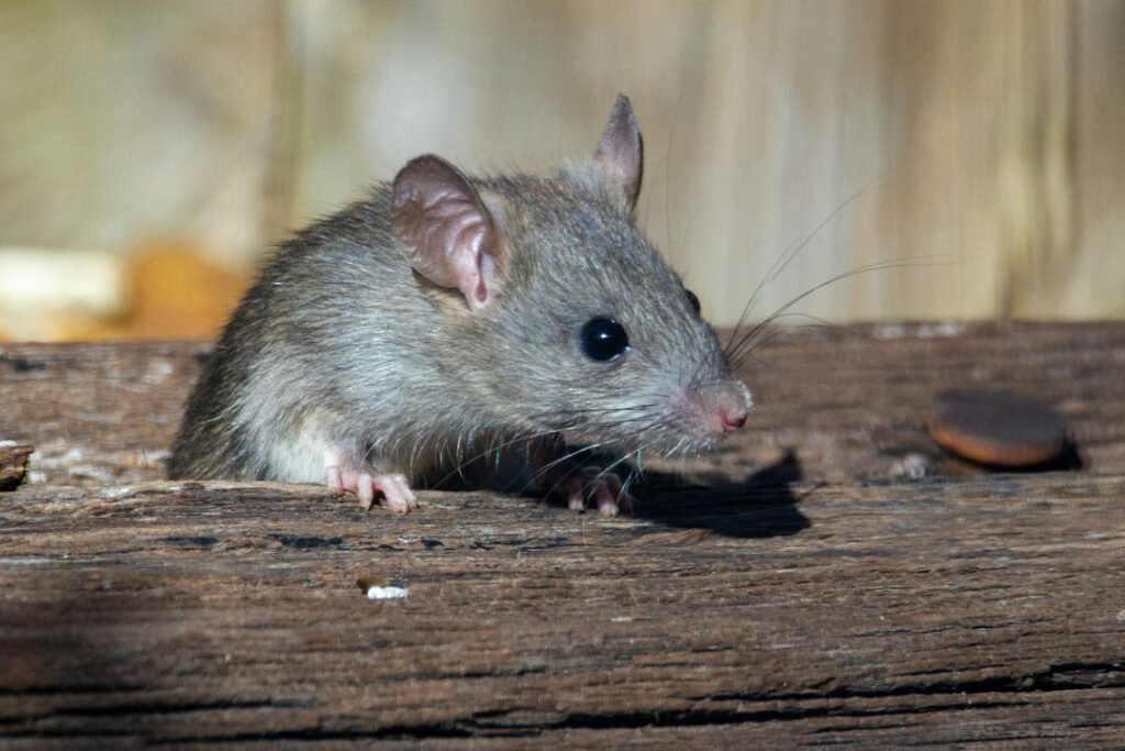 Roof rat peeking out from a gap