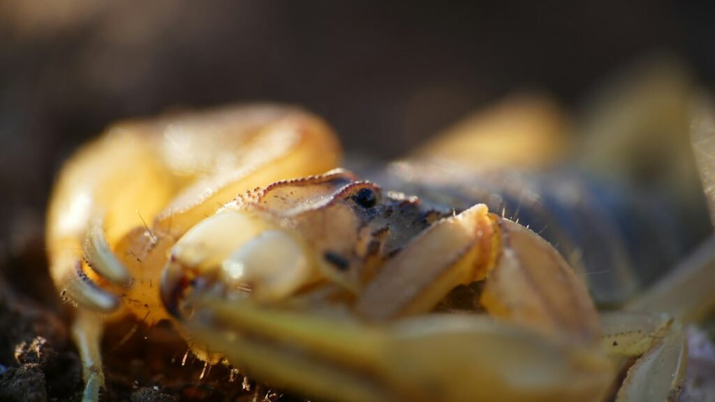 Yellow scorpion photographed close up