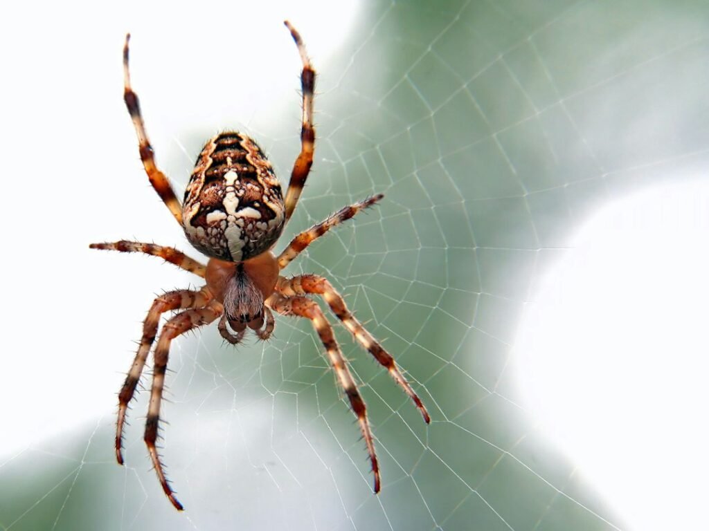 Close-up photograph of a spider