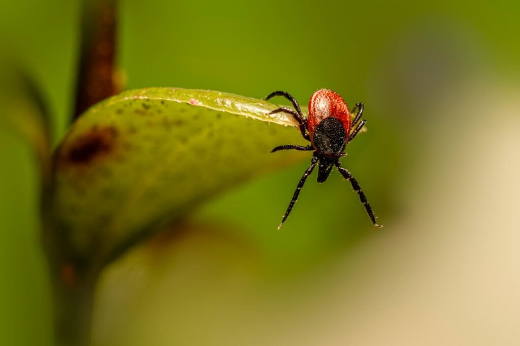 Close-up of a tick on a green leaf